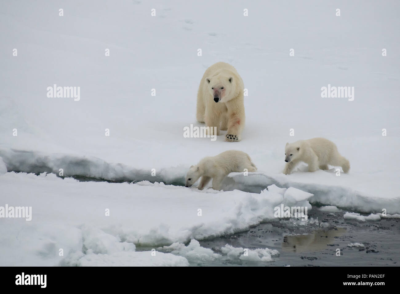 Polar bear walking in an arctic. Stock Photo