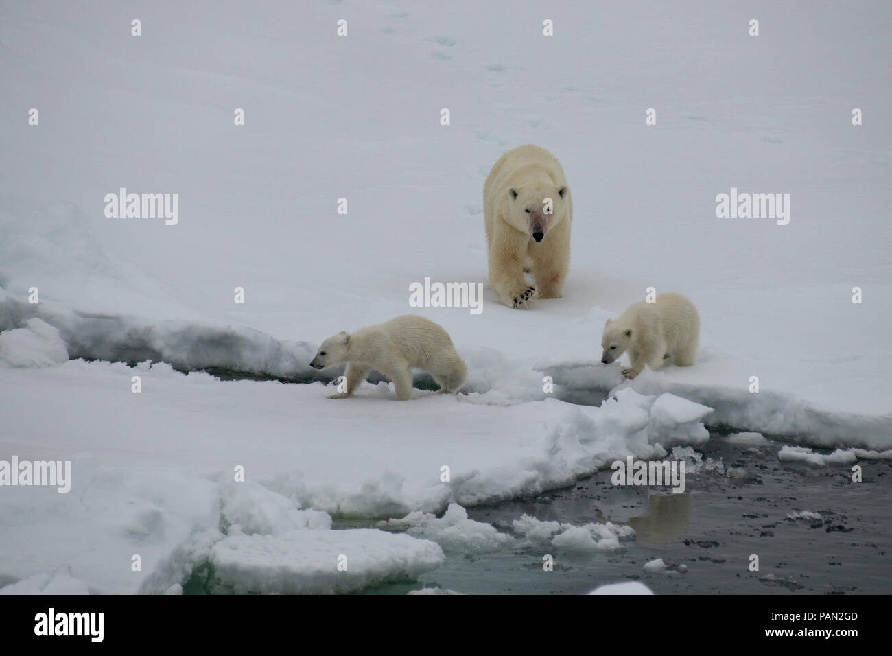 Polar bear walking in an arctic. Stock Photo