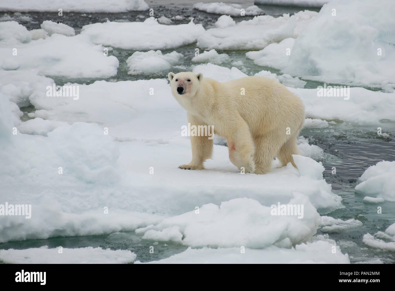 Polar bear walking in an arctic. Stock Photo