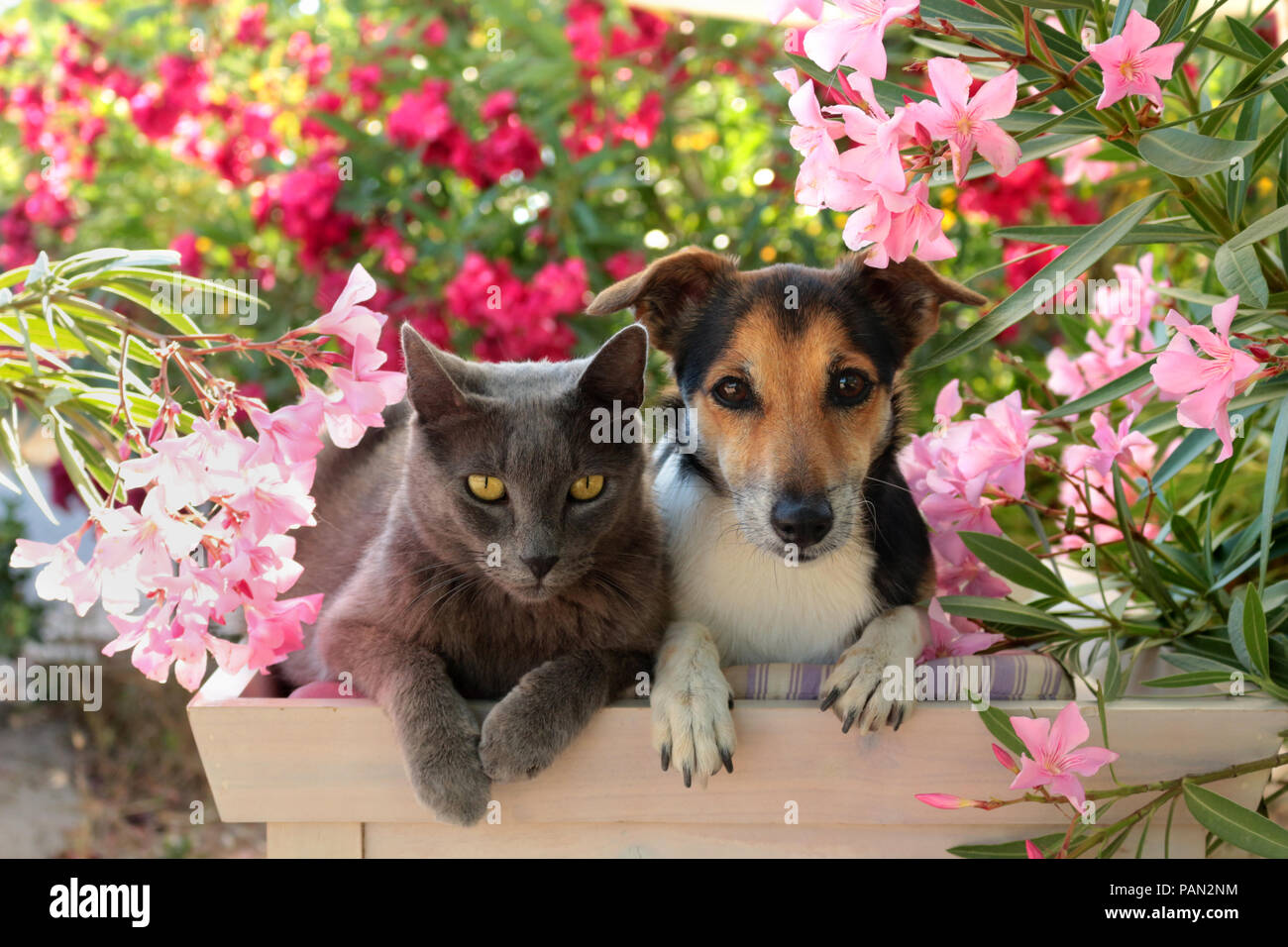 jack russell dog and blue domestic cat lying together in the garden Stock Photo