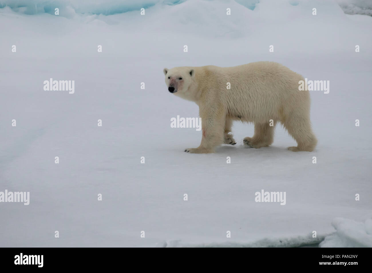 Polar bear walking in an arctic. Stock Photo