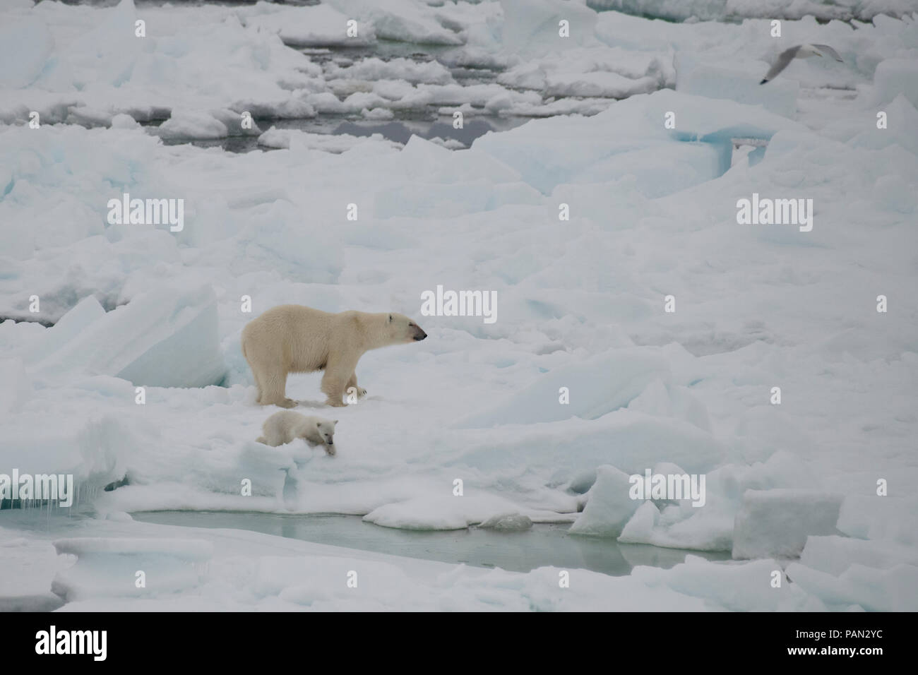 Polar bear walking in an arctic. Stock Photo