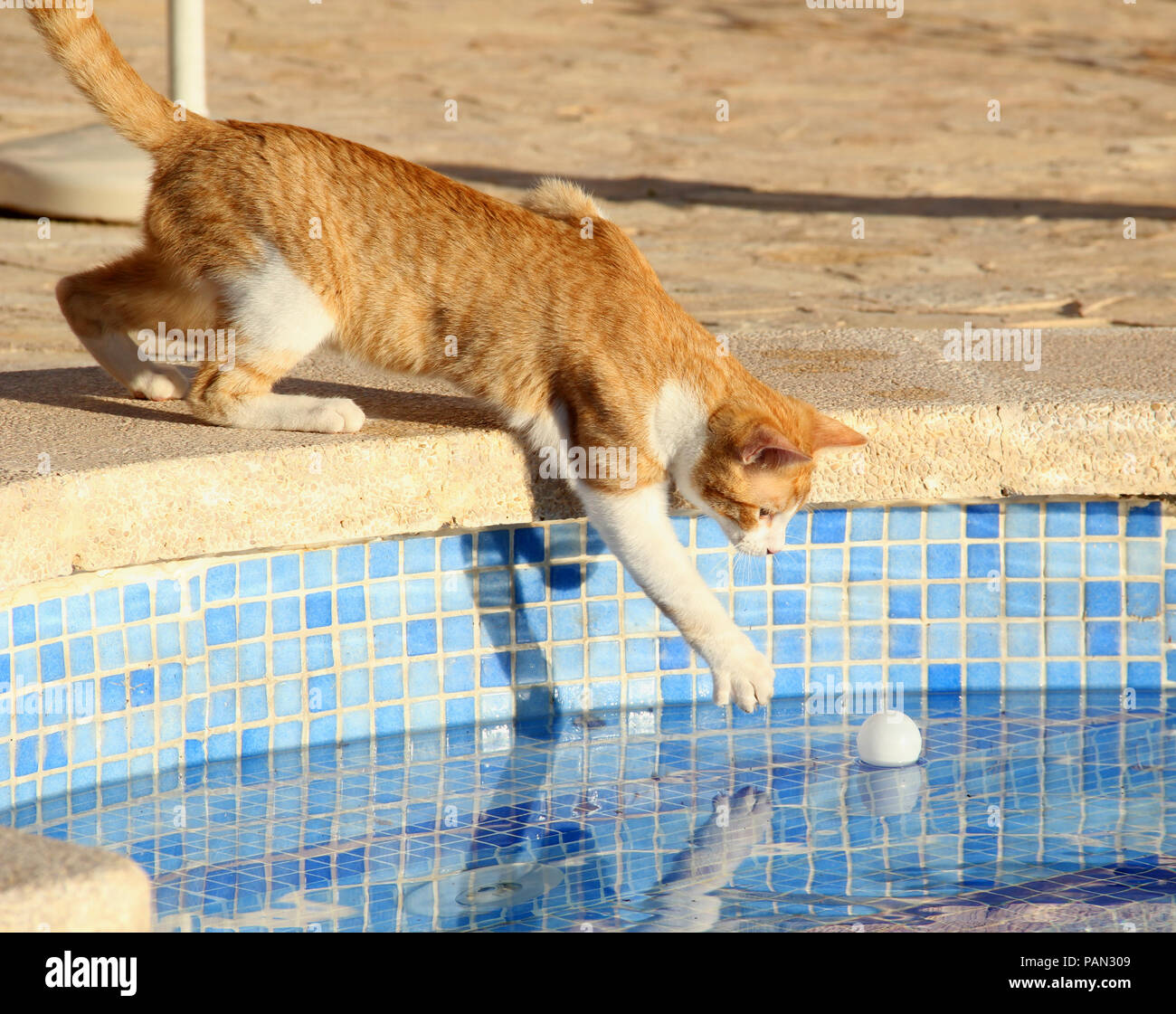 domestic cat, red tabby white, trying to catch a ping pong ball out of a pool Stock Photo