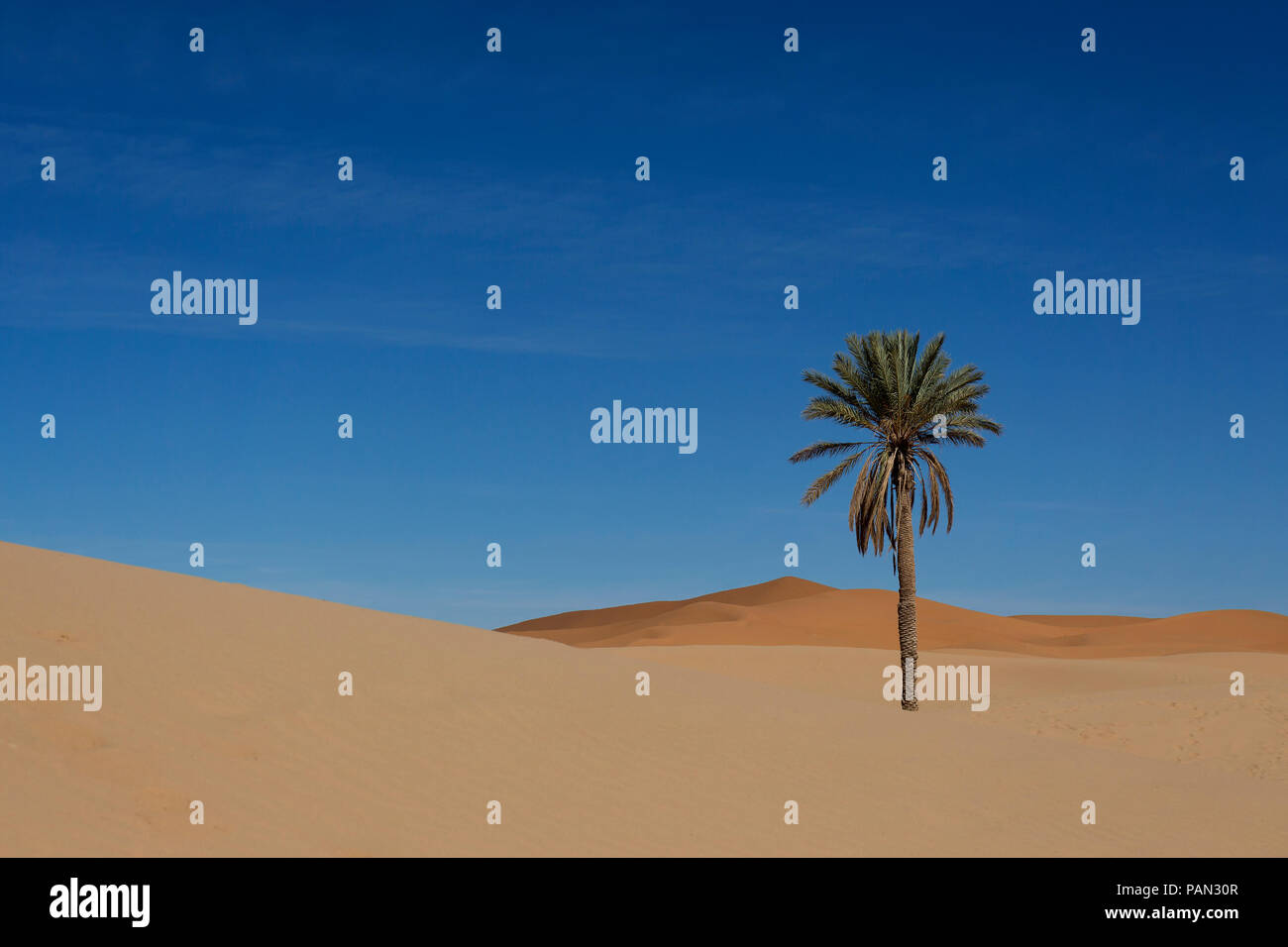 Lone Palm Tree In Sahara Desert Stock Photo Alamy