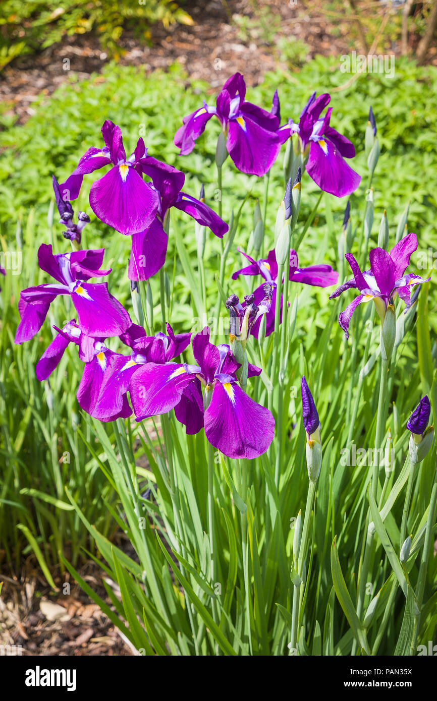 Iris ensata Iso-no-nami in flower in June in an English garden Stock Photo