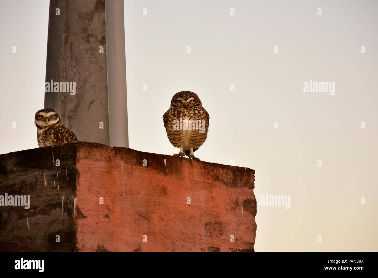 Couple of owls in the countryside standing on a wall of bricks staring at the camera Stock Photo