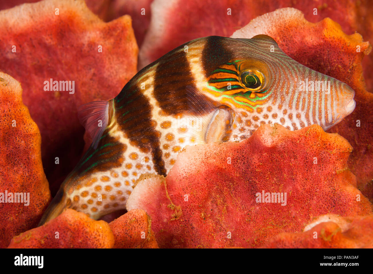 A saddled pufferfish, Canthigaster valentini, photographed at night on a sponge, Indonesia. Stock Photo