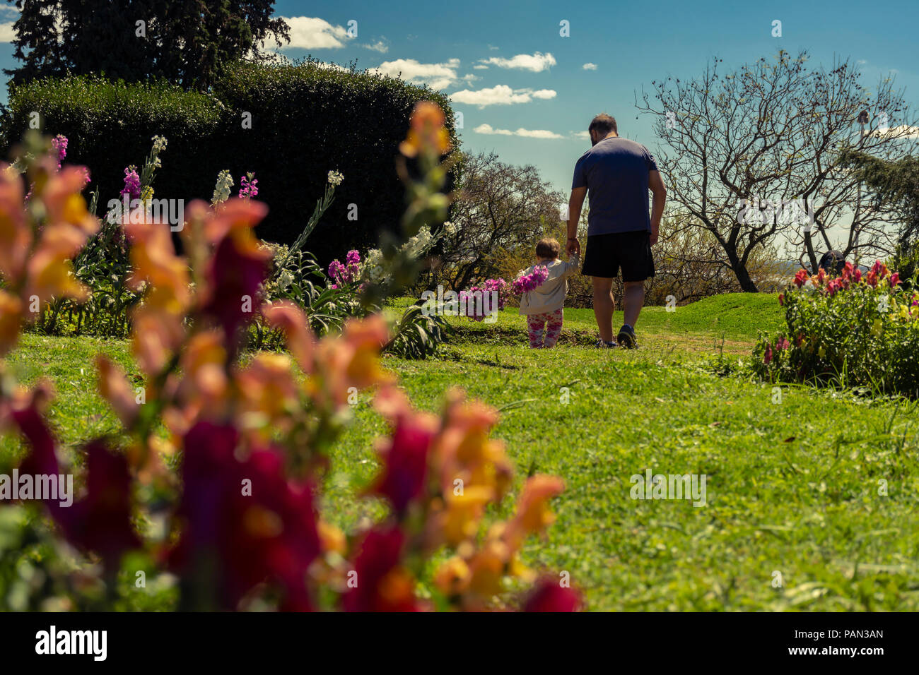 Father and daughter in the park walking holding hands between flowers ...