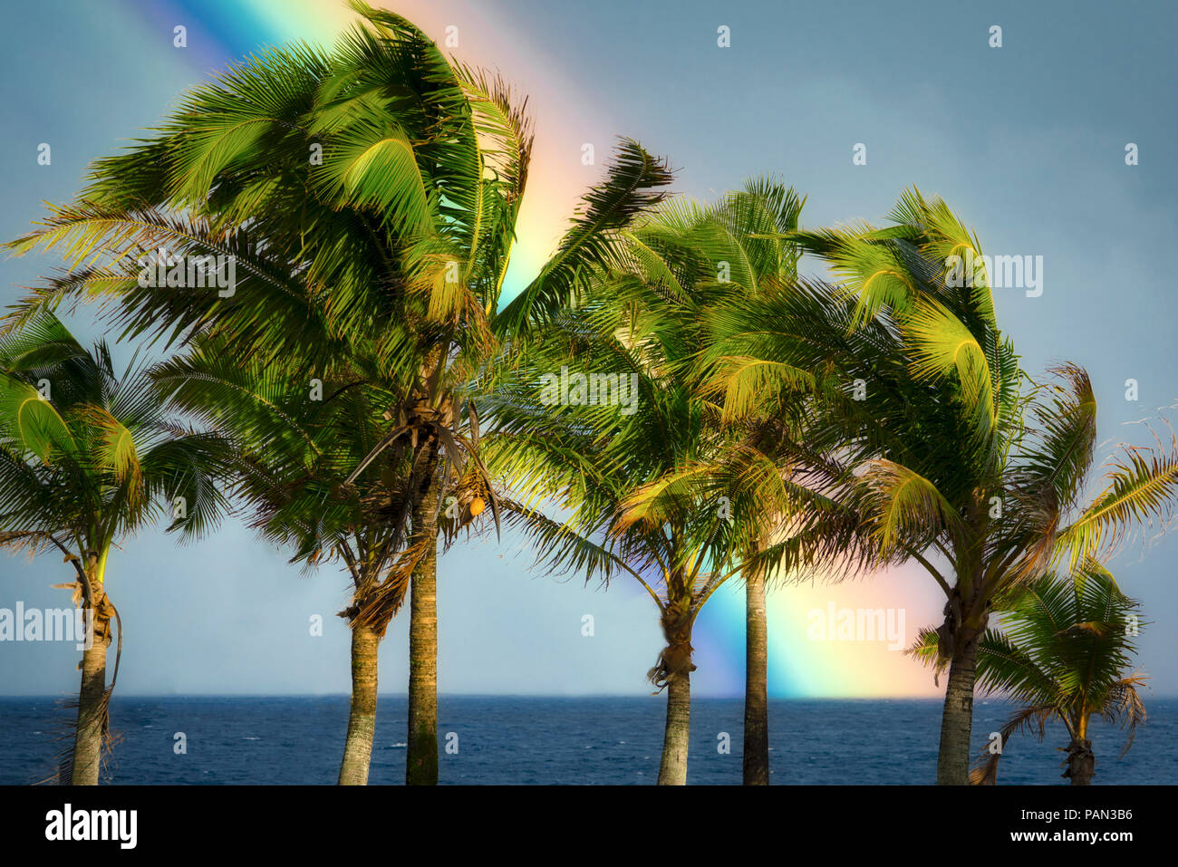 Palm trees and rainbow, Puna District, Hawaii Stock Photo