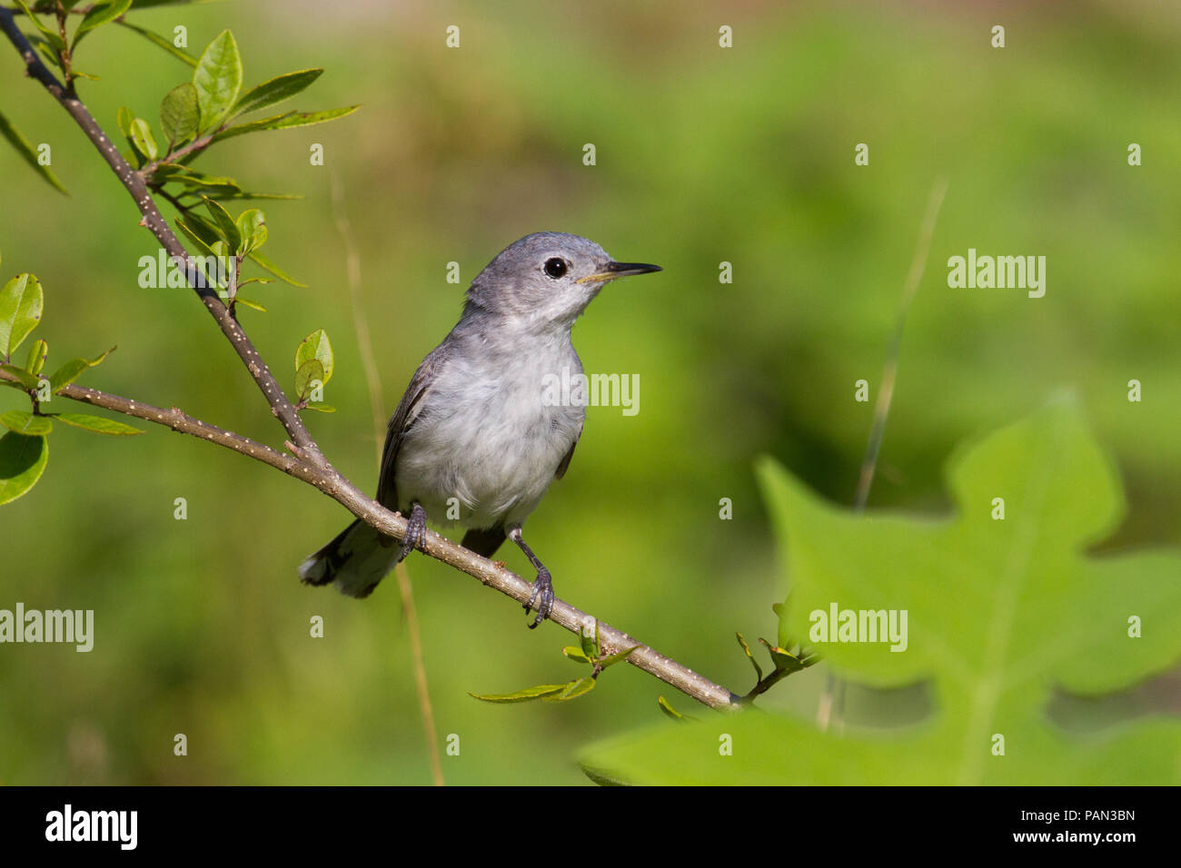 Blue-gray Gnatcatcher in flight • Magee Marsh Wildlife Area, OH • 2018  Stock Photo - Alamy