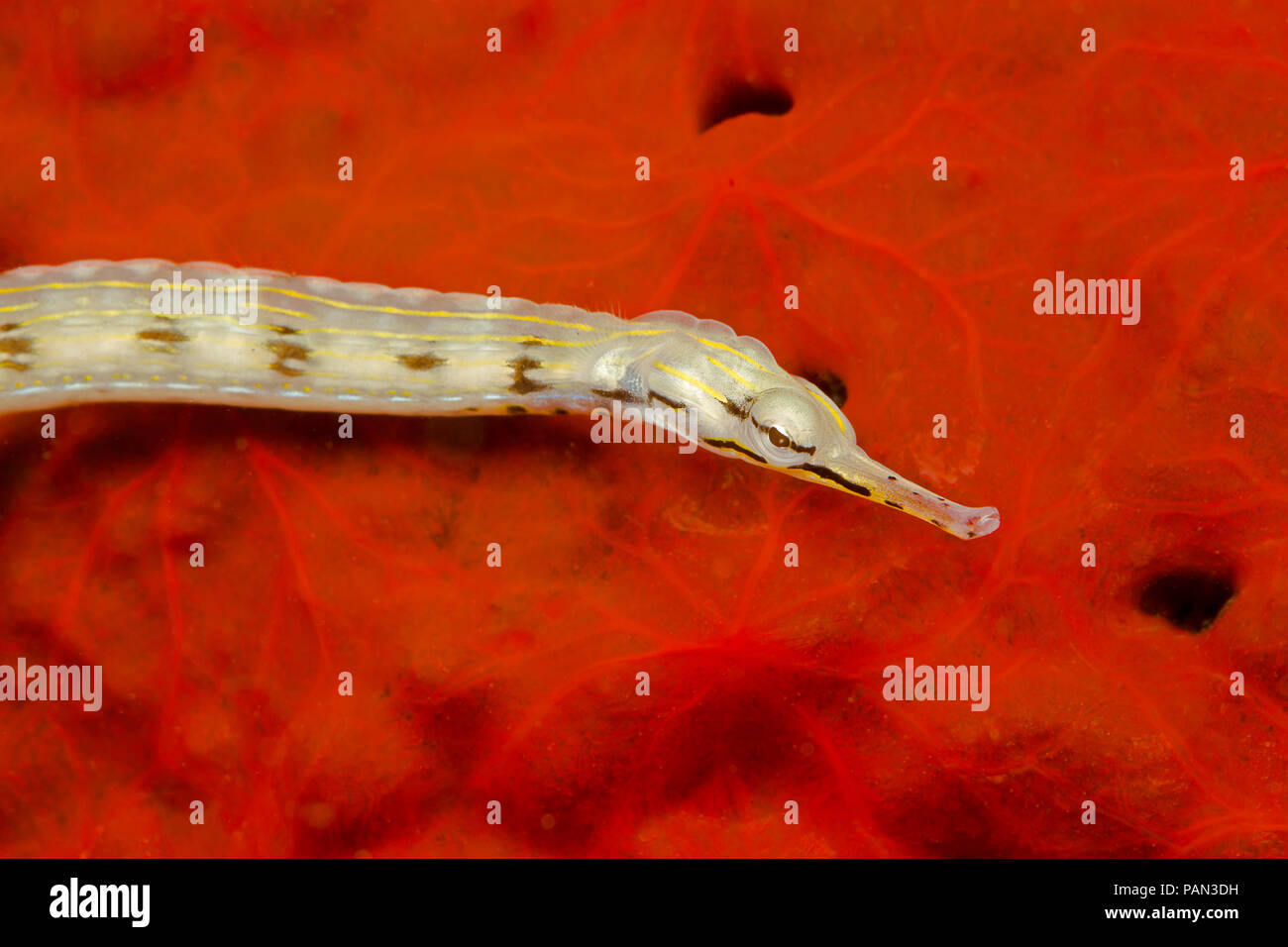 This yellow scribbled pipefish, Corythoichthys sp, is an unnamed species that has been confused with C. haematopterus and/or C. flavofasciatus.  The r Stock Photo