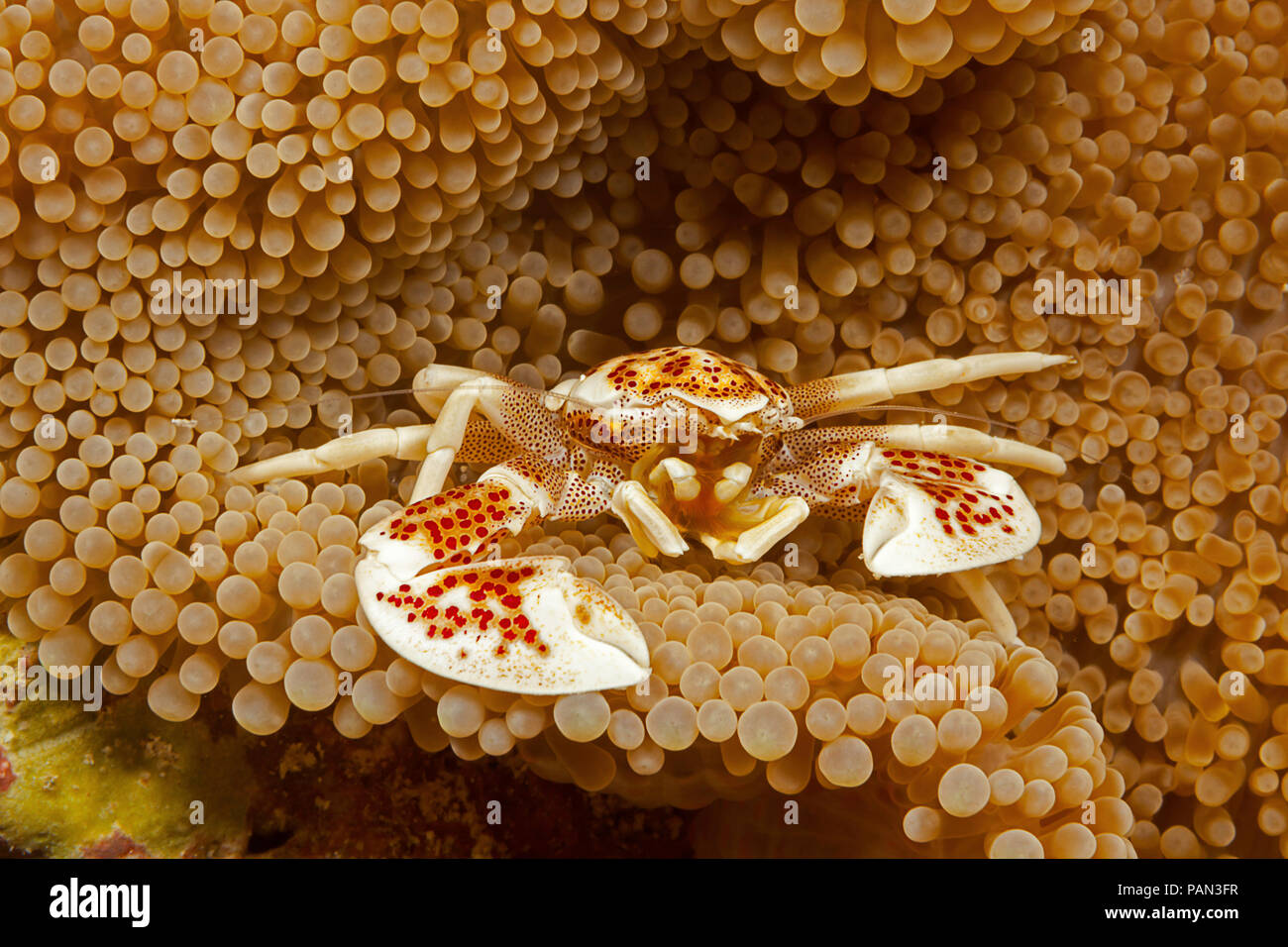 Porcelain crab, Neopetrolisthes maculata, on anemone, Yap, Micronesia. Stock Photo