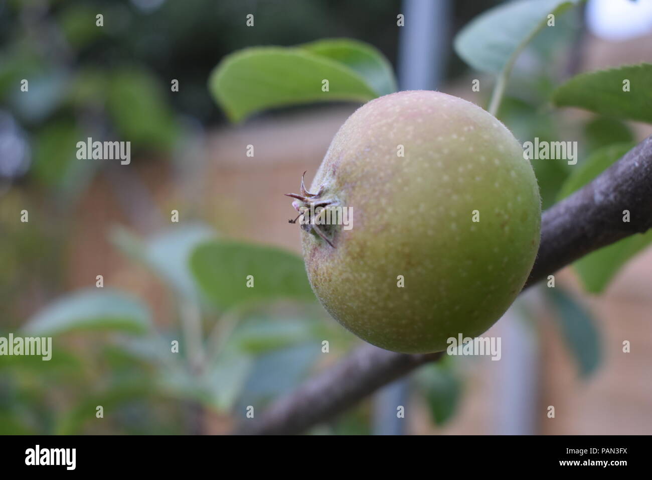 Blenheim Orange Apple Growing on The Apple Tree Stock Photo