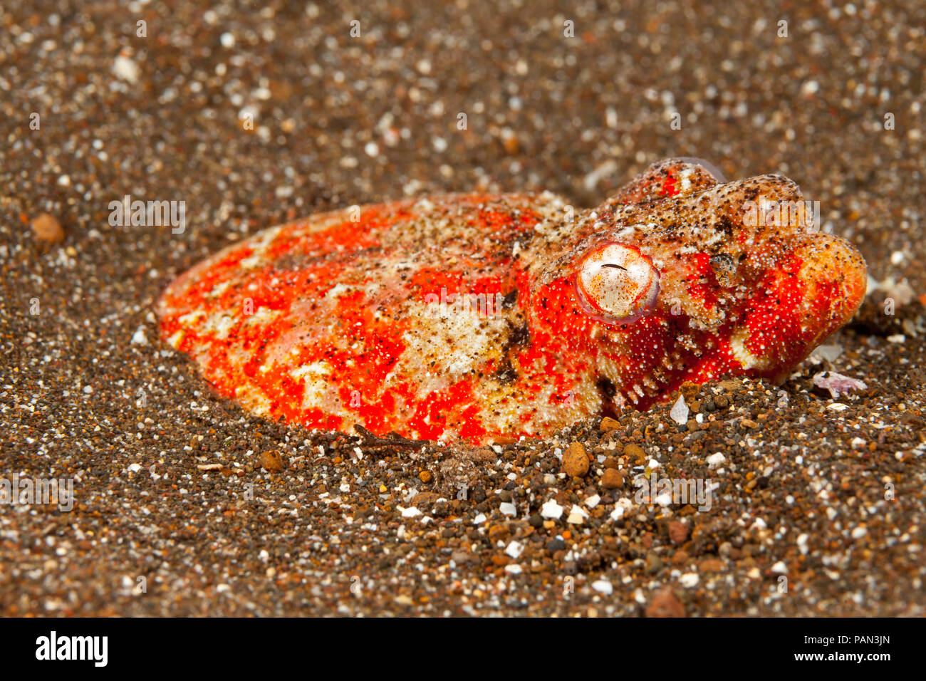 Crocodile Snake eel Brachysomophis crocodilinus Stock Photo - Alamy