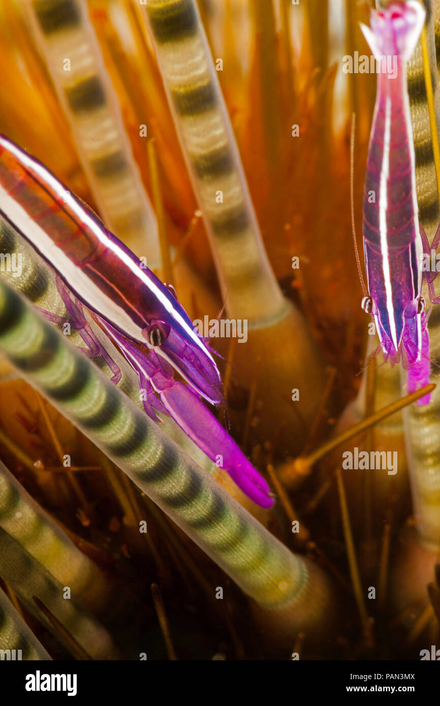 A pair of tiny white-strip urchin shrimp, Stegopontonia commensalis, cling to the spines of a juvinile banded urchin, Echinothrix calamaris, Maui, Haw Stock Photo