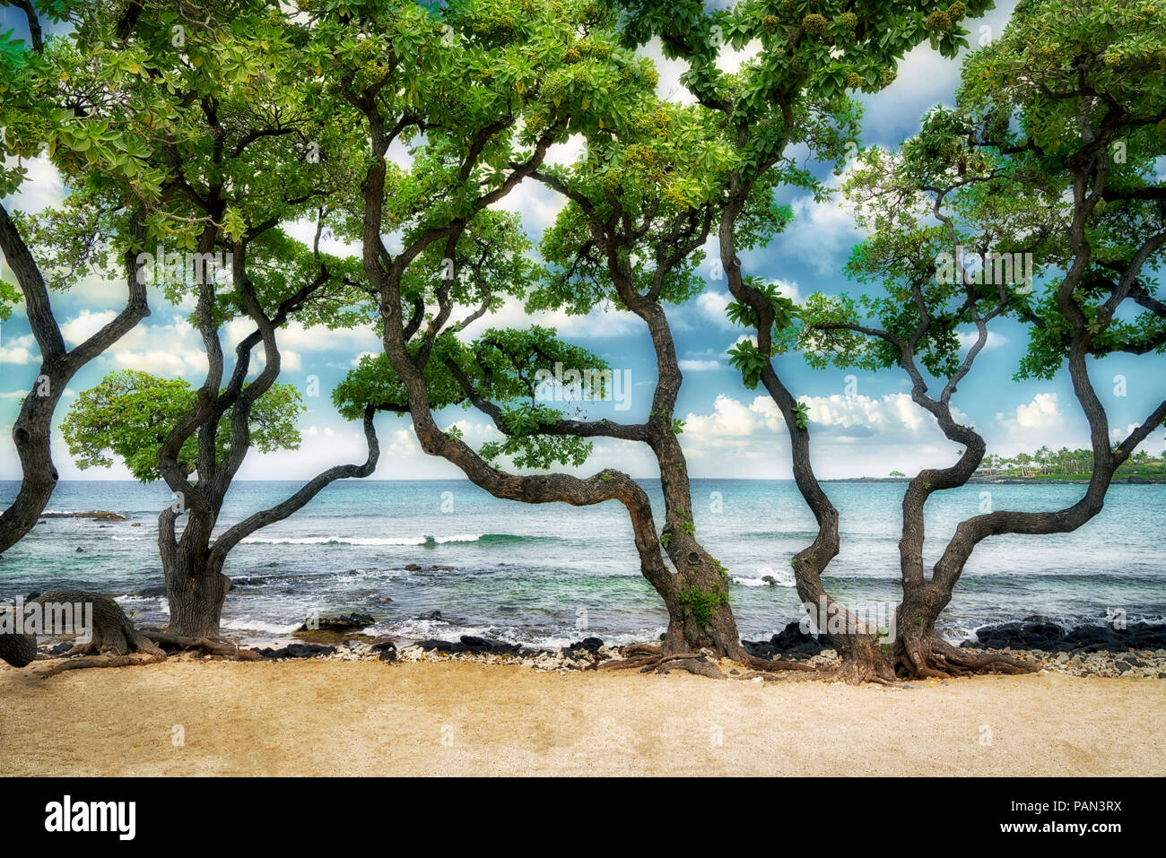 Heliotrope trees and surf on Kikaua Beach. Hawaii, The Big Island Stock Photo Alamy