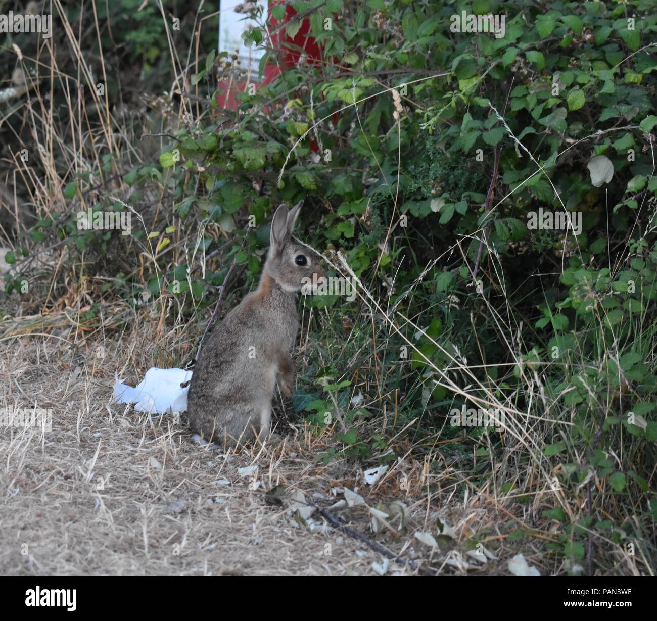 Wild Rabbit Living With Litter Pollution on Hilltop Near Portsmouth, Hampshire, UK Stock Photo