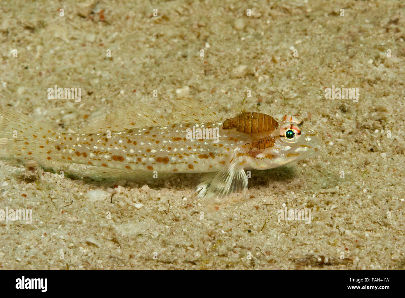 Two parasitic isopods on a decorated sand goby, Istigobius decoratus, Malaysia. Stock Photo