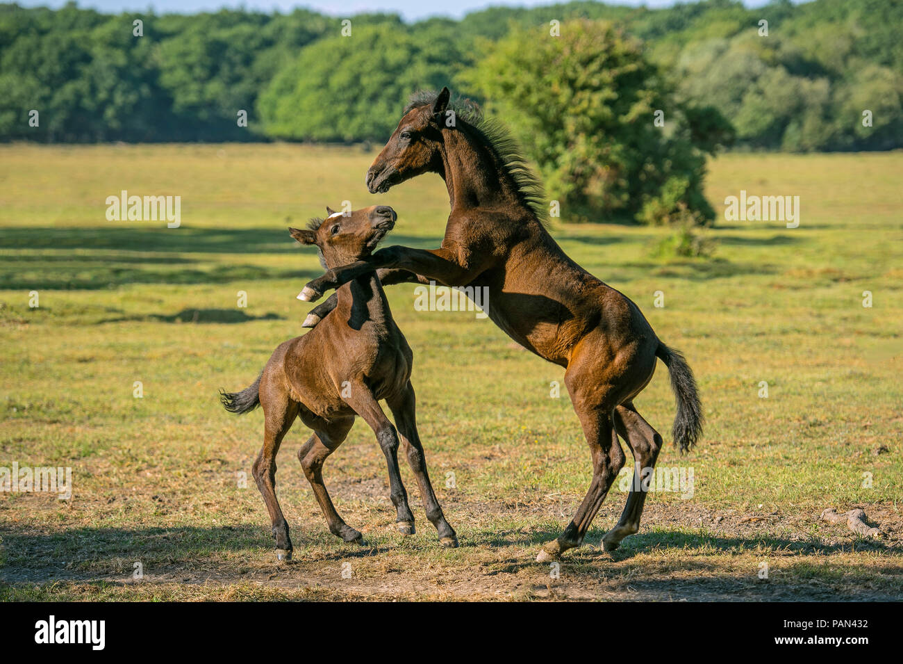 Young New Forest Ponies at Play Stock Photo