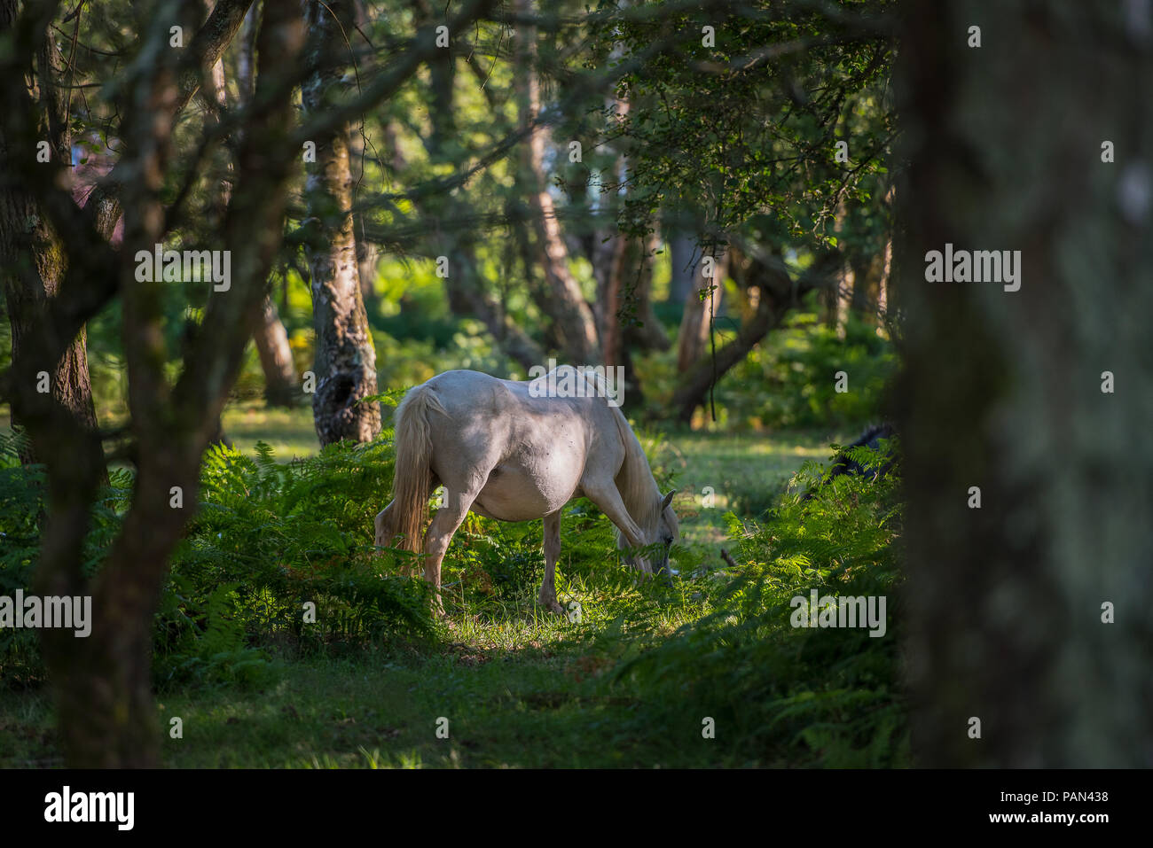 White New Forest Pony grazing Stock Photo