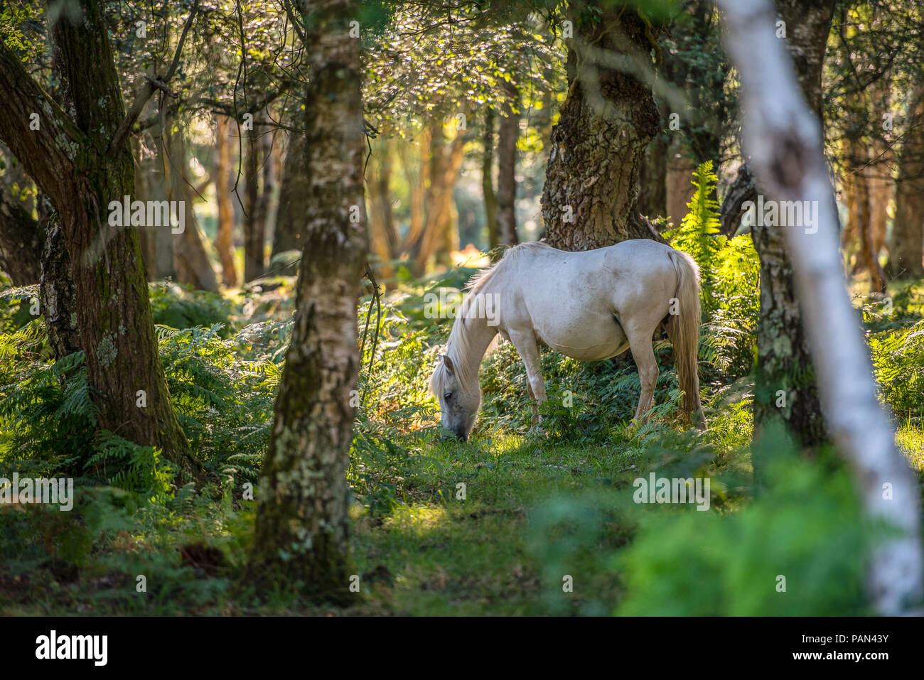 Grazing New Forest pony Stock Photo