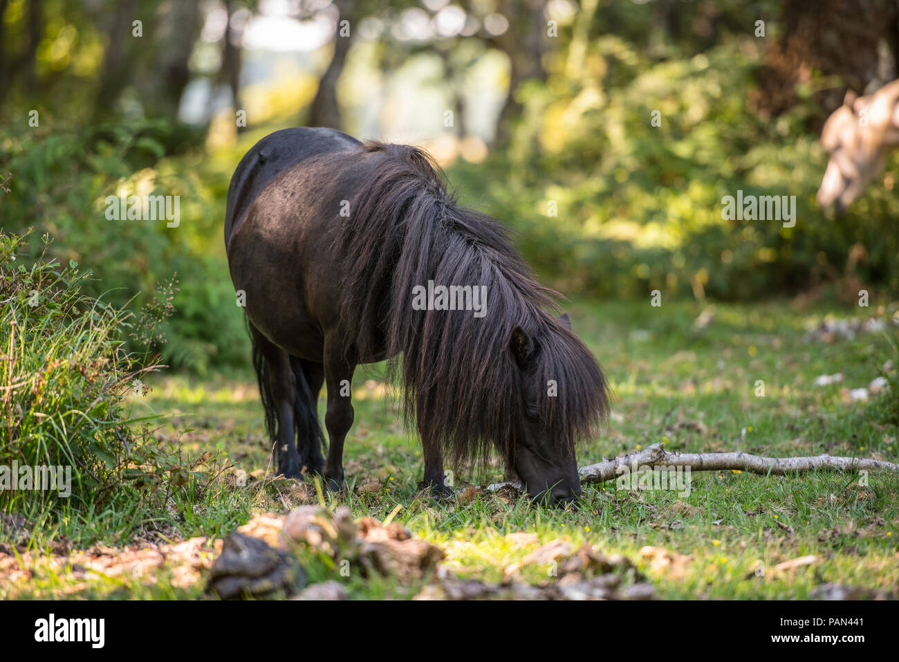 Shetland pony Stock Photo