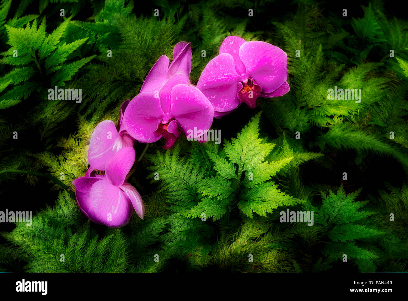 Orchid hawaii hires stock photography and images Alamy