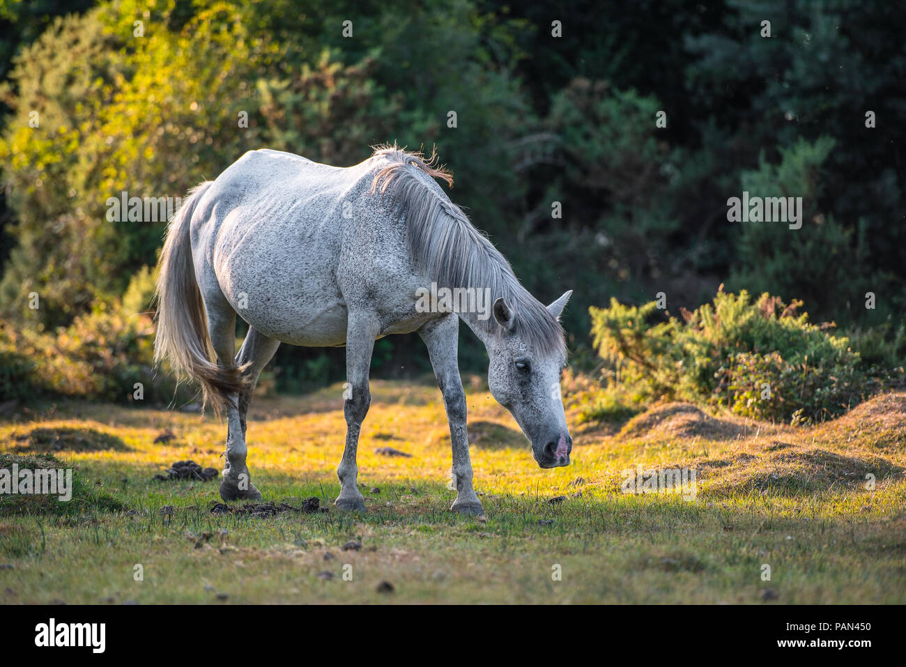White New Forest Pony Grazing Stock Photo
