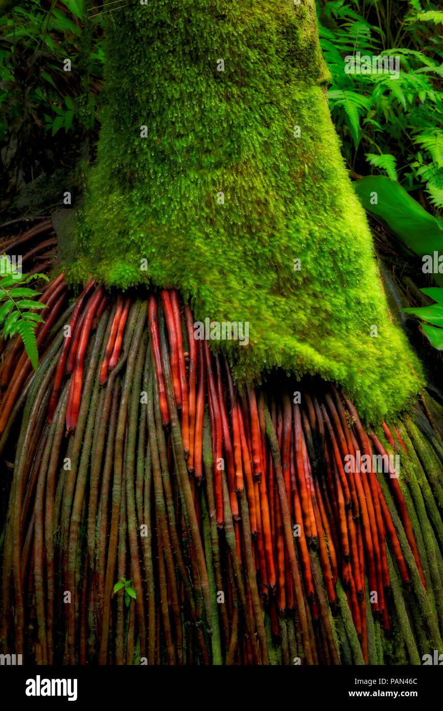 Exposed roots of Coconut Palm tree. Hawaii Tropical Botanical Gardens