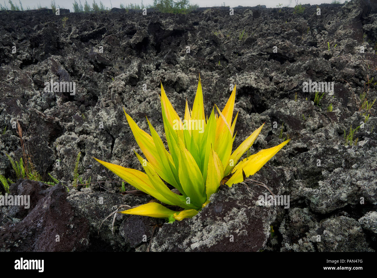 Lone aloe plant in AA lava The Puna Coast, Hawaii. Stock Photo