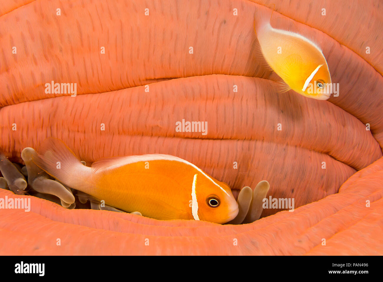 This common anemonefish, Amphiprion perideraion, is most often found associated with the anemone, Heteractis magnifica, as pictured here. This particu Stock Photo