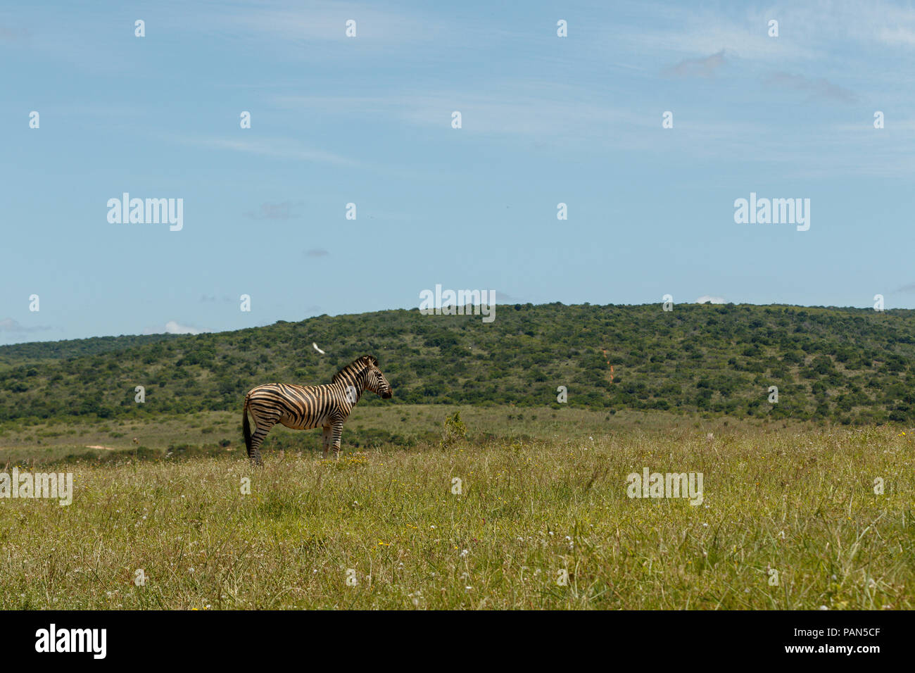Zebra Ina Field Zebra standing in the field surrounded with grass Stock Photo - Alamy