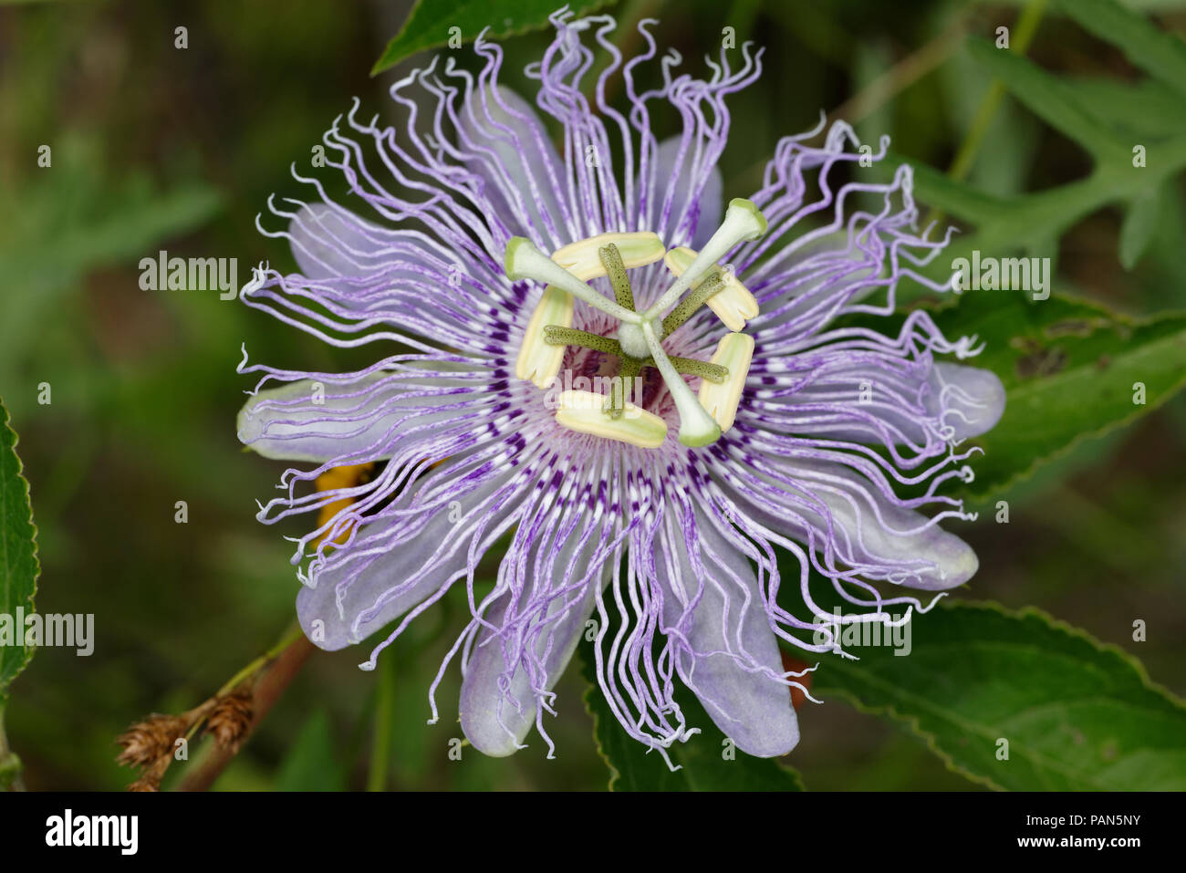 Purple passionflower Stock Photo