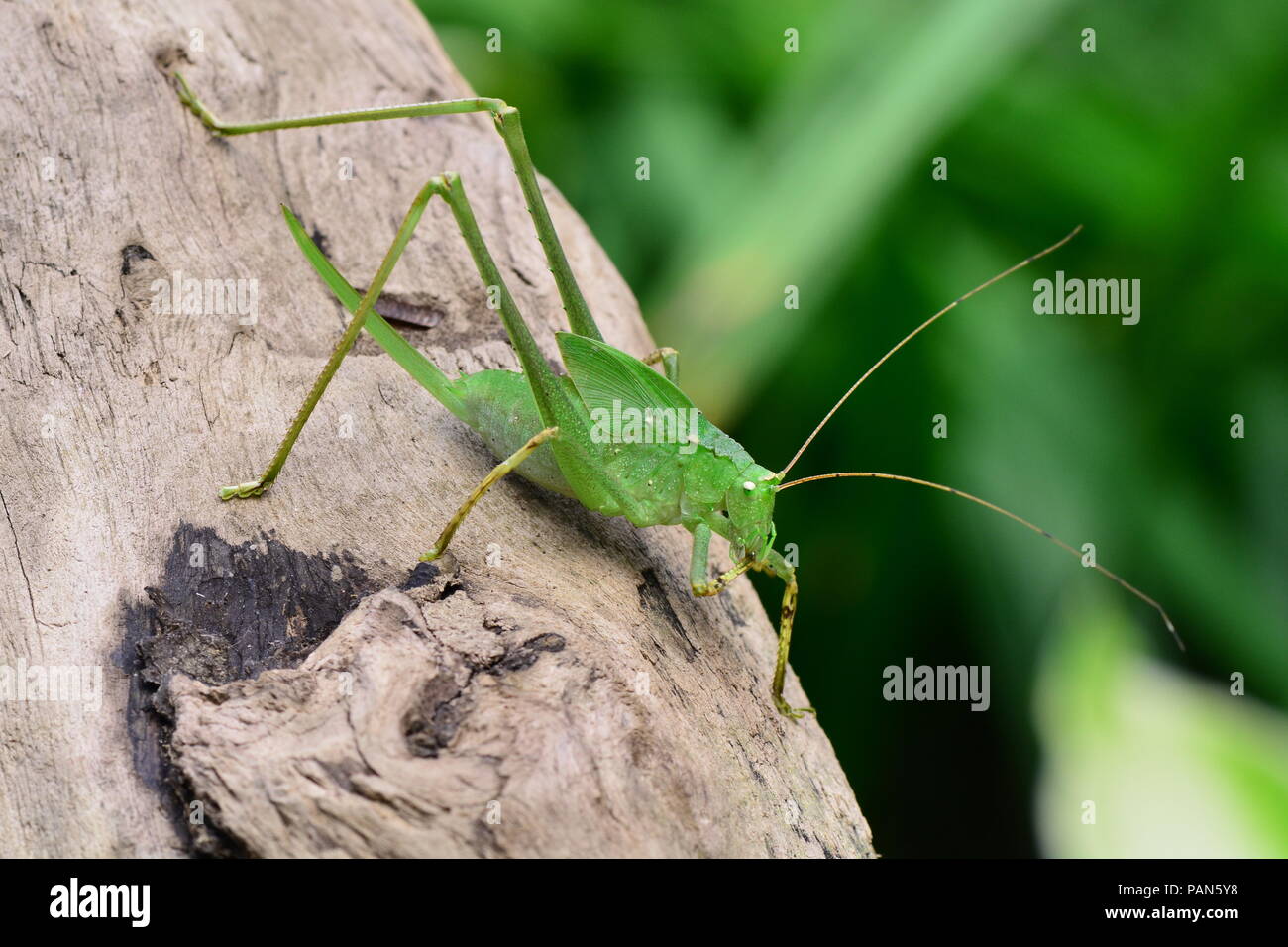 Giant Katydid nymph in the gardens Stock Photo - Alamy