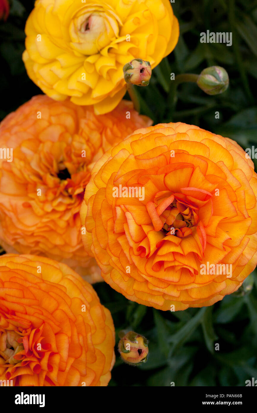 Ranunculus flowers in a greenhouse in California Stock Photo Alamy