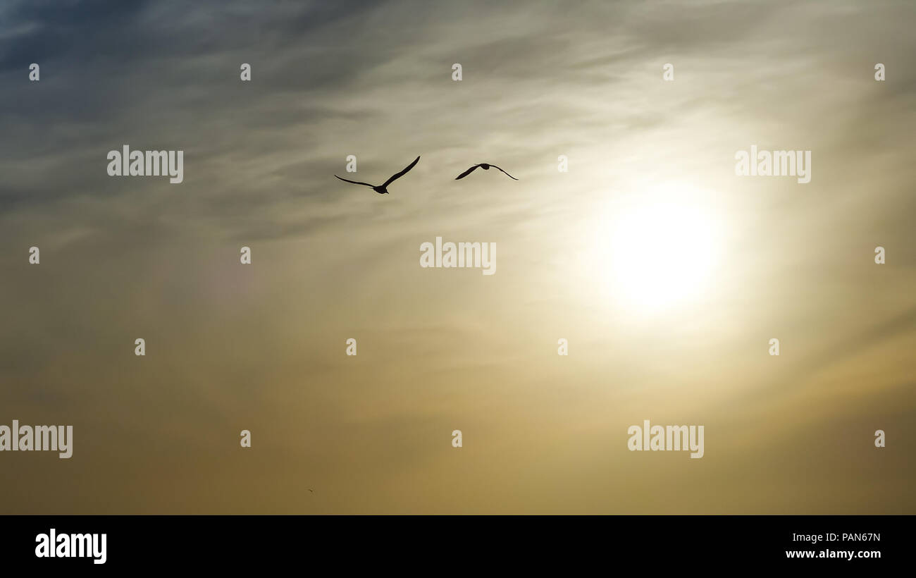 all the birds in the sky download free all the birds in the sky download free