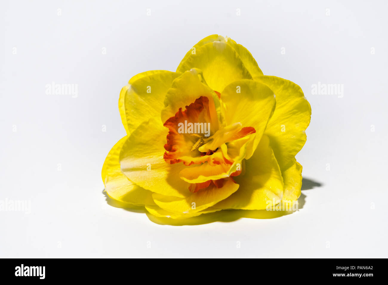 Yellow Daffodil, White Background, High Key Photo Stock Photo