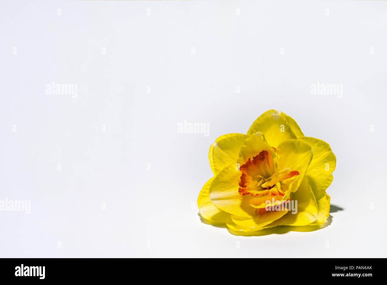 Yellow Daffodil, White Background, High Key Photo Stock Photo