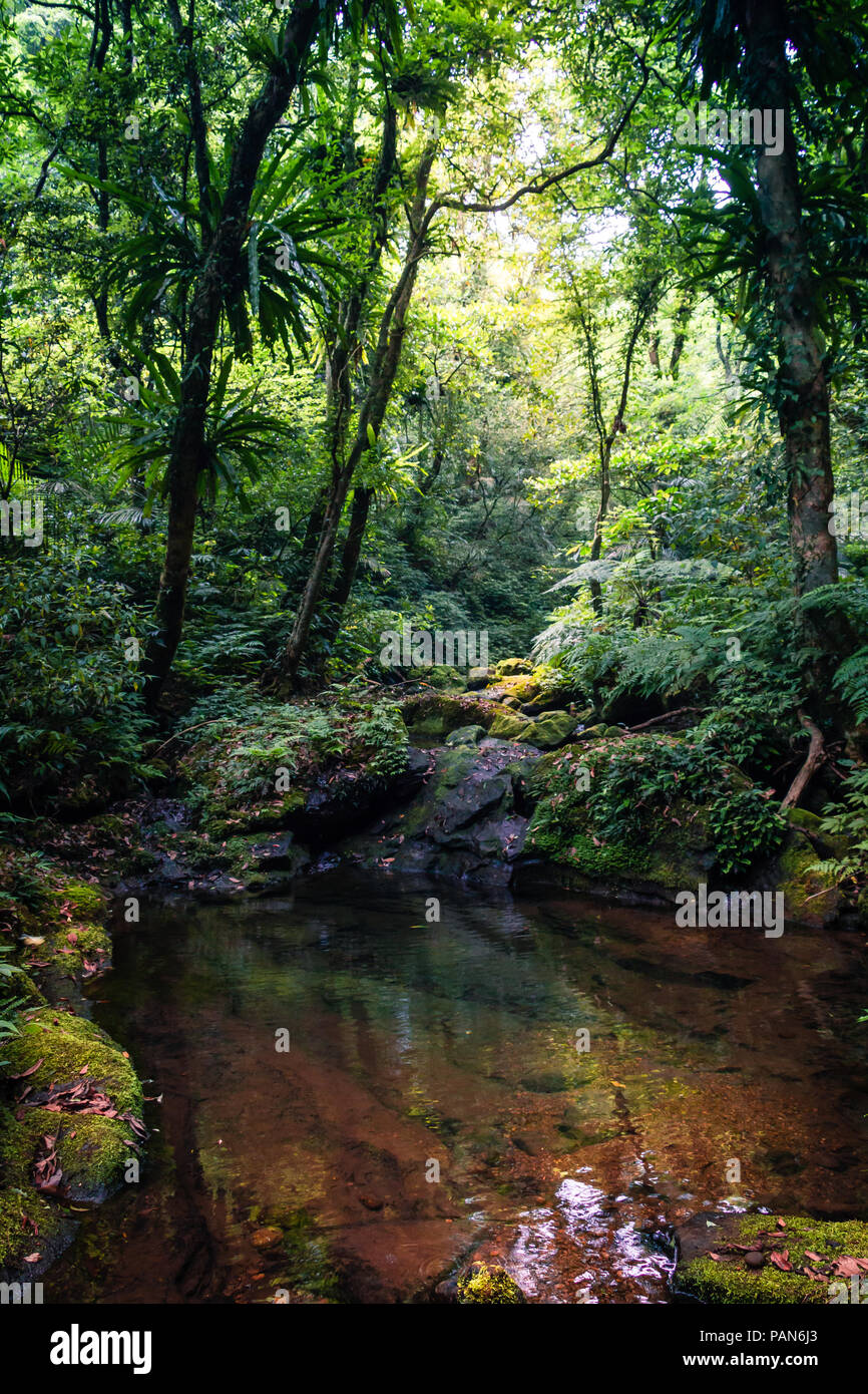 Small Pond in a Jungle Stock Photo