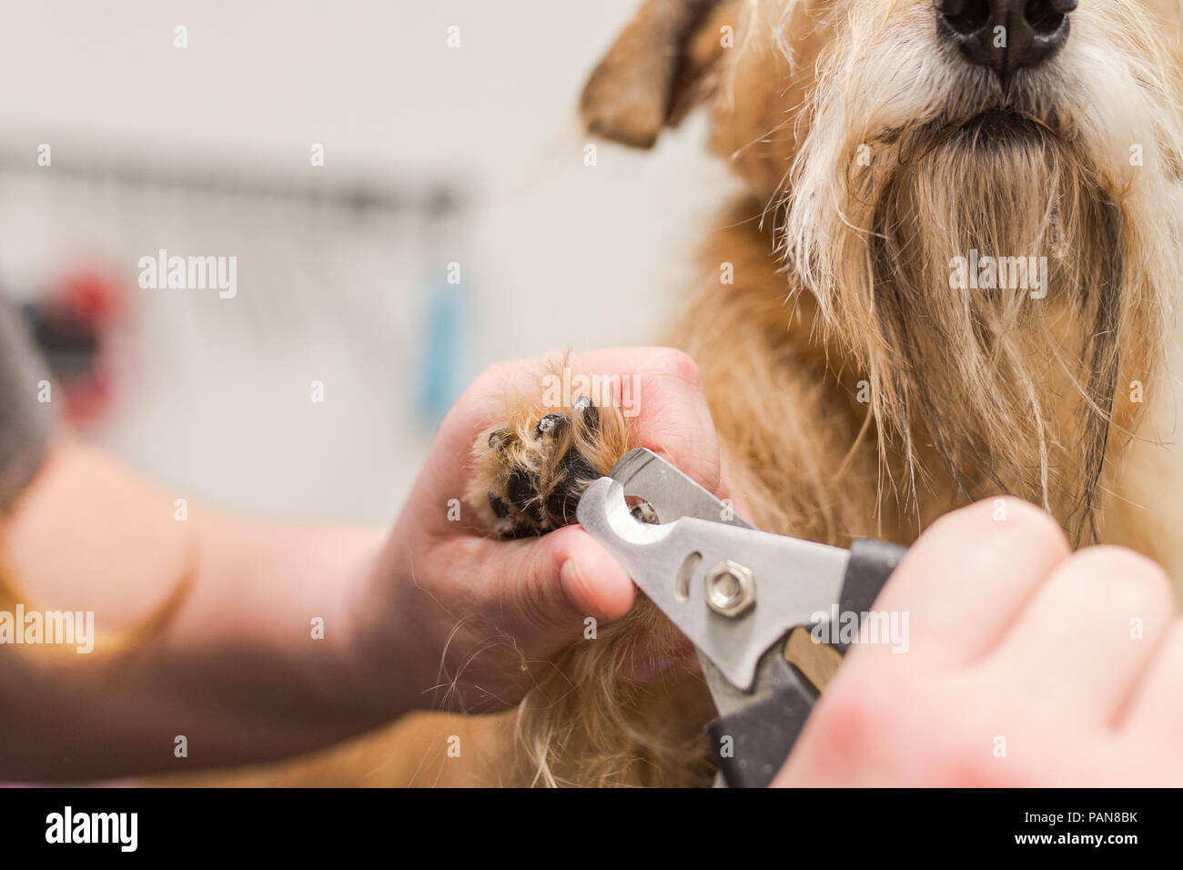 Clipped dog hires stock photography and images Alamy
