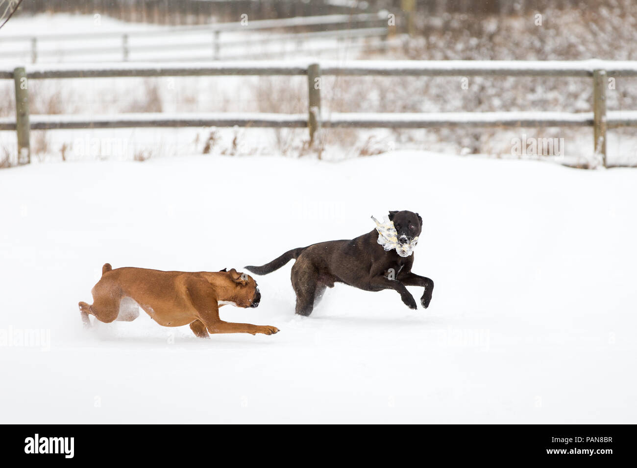 boxer dog chasing shepherd mix dog in the snow Stock Photo