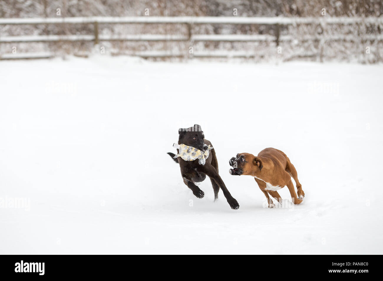 boxer dog reaching for toy in shepherd dog's mouth while running in the snow Stock Photo