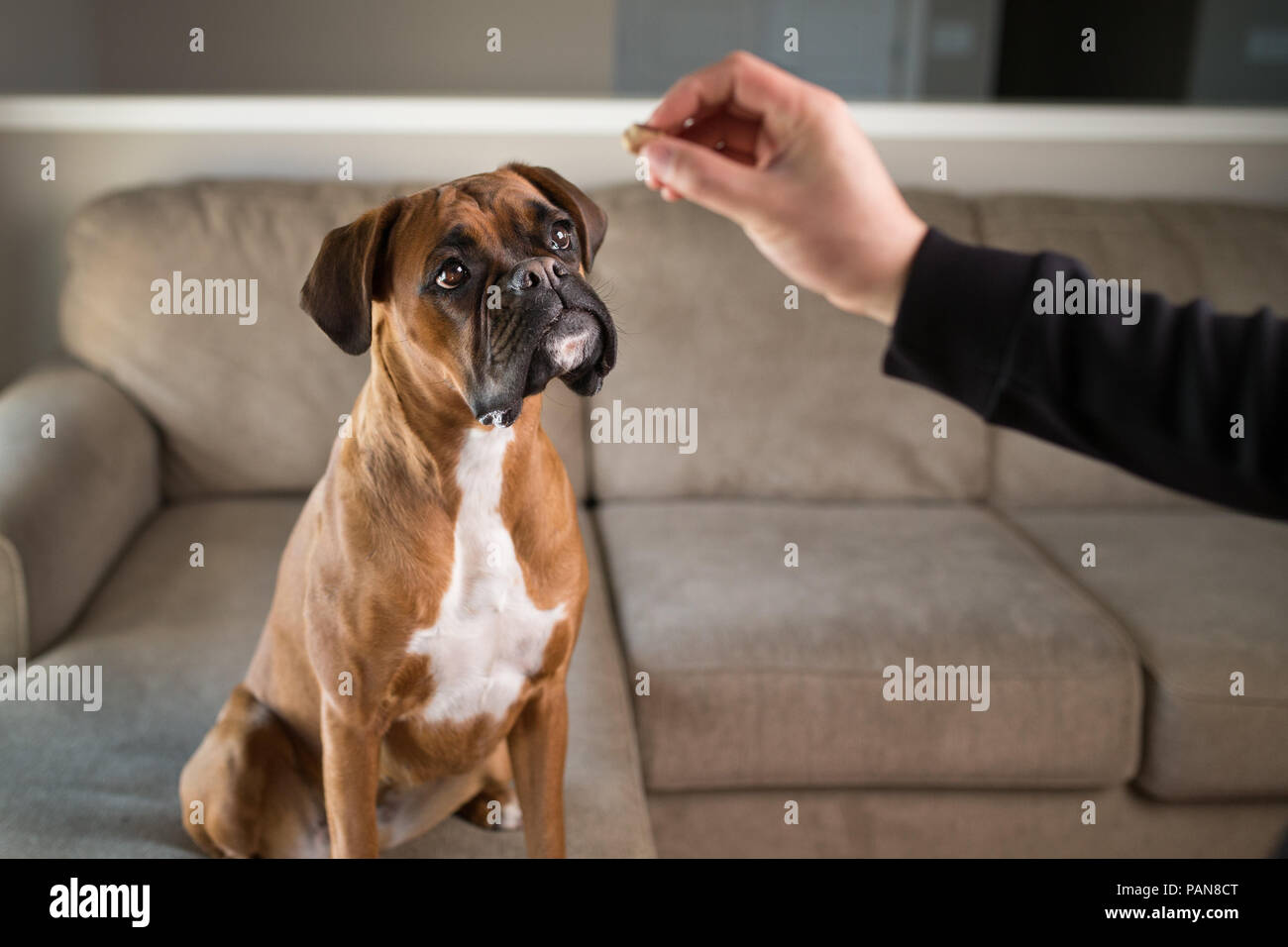 Dog sitting on couch hires stock photography and images Alamy