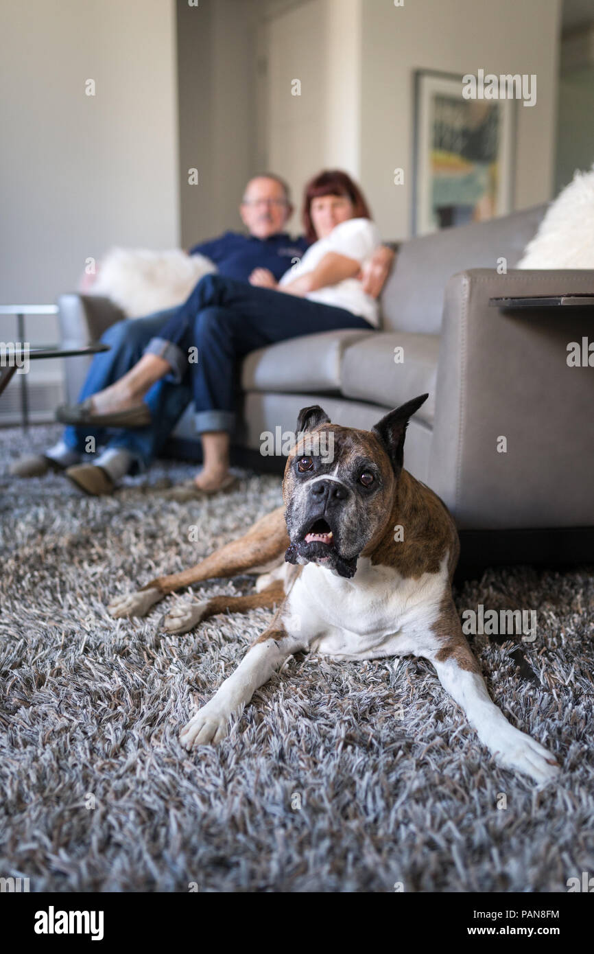 senior boxer dog laying on carpet with couple in the background on couch Stock Photo