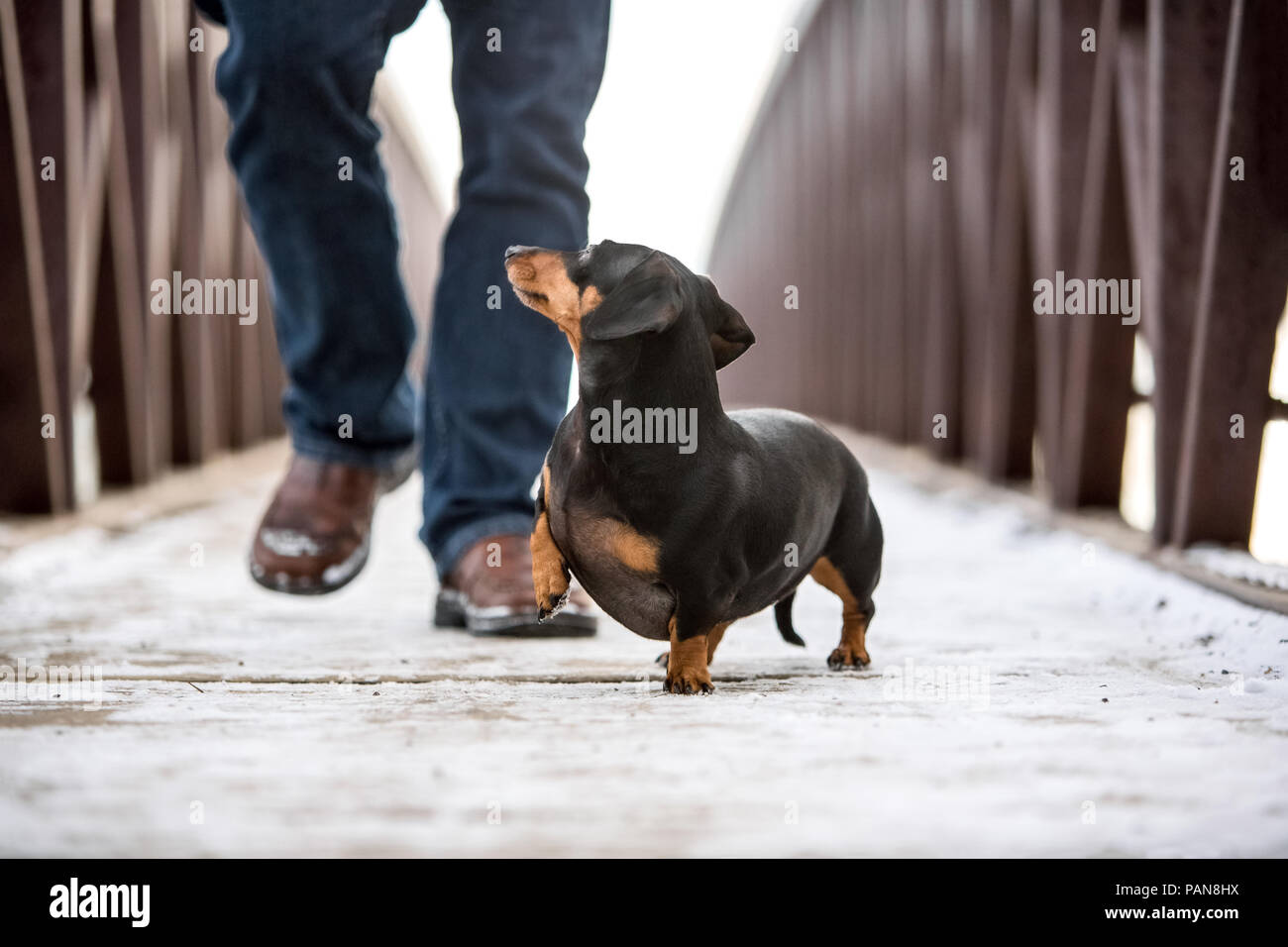 Dachshund walking next to man on bridge with no collar Stock Photo