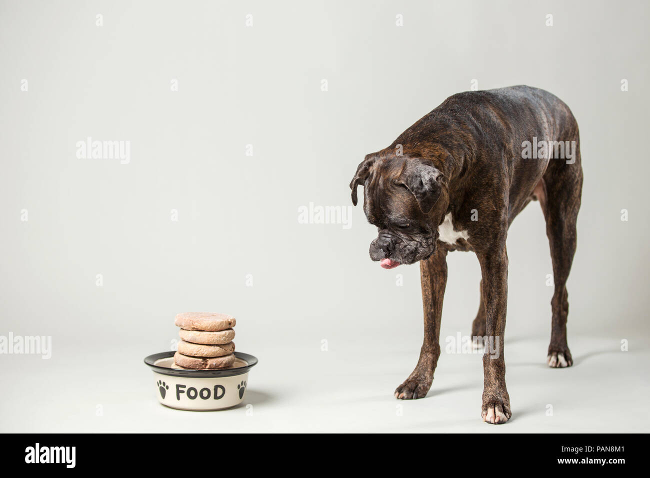 boxer dog anticipating raw dog food in studio Stock Photo