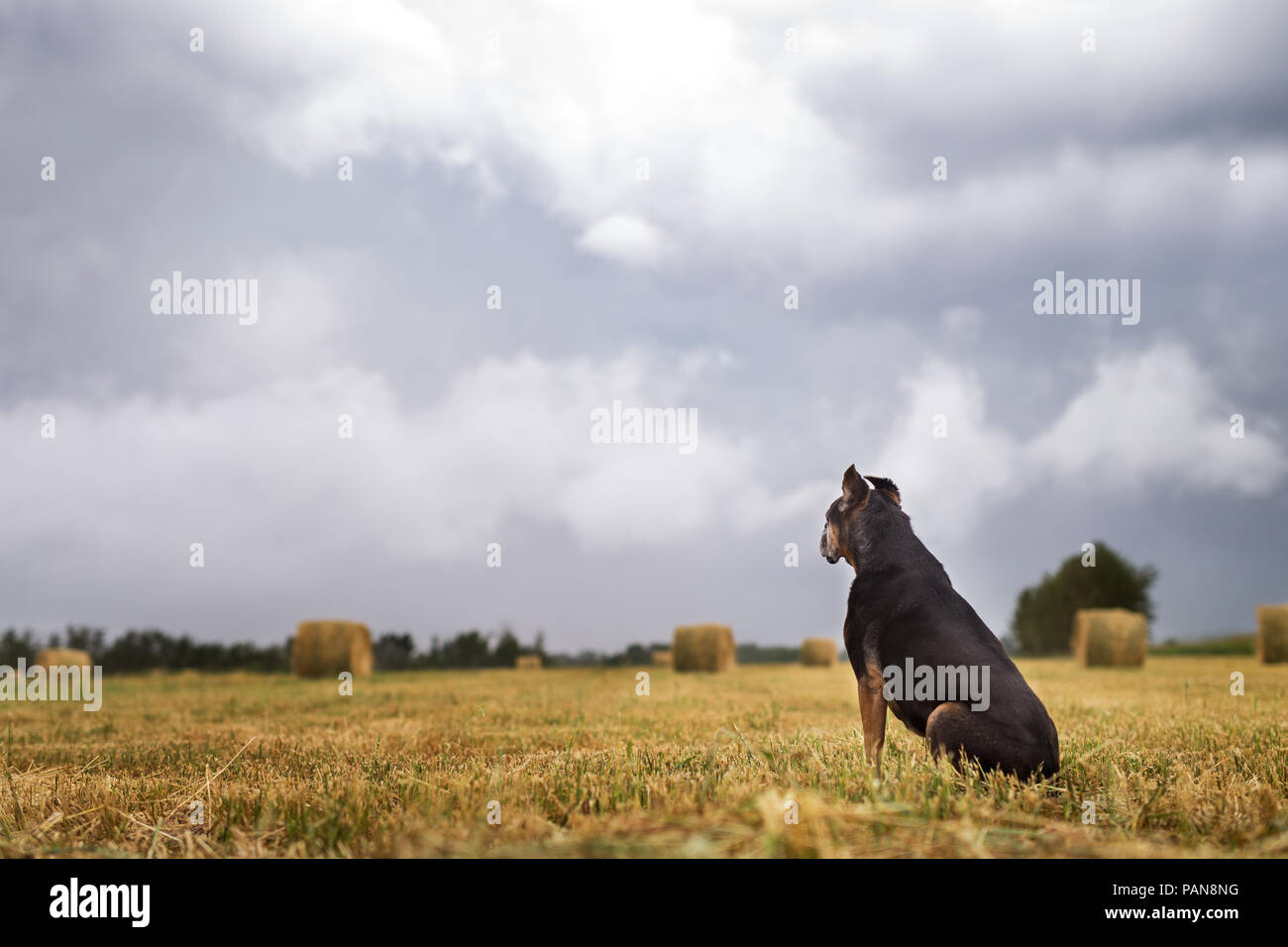 boxer mix dog sitting in a field with hay bales with blue sky Stock Photo