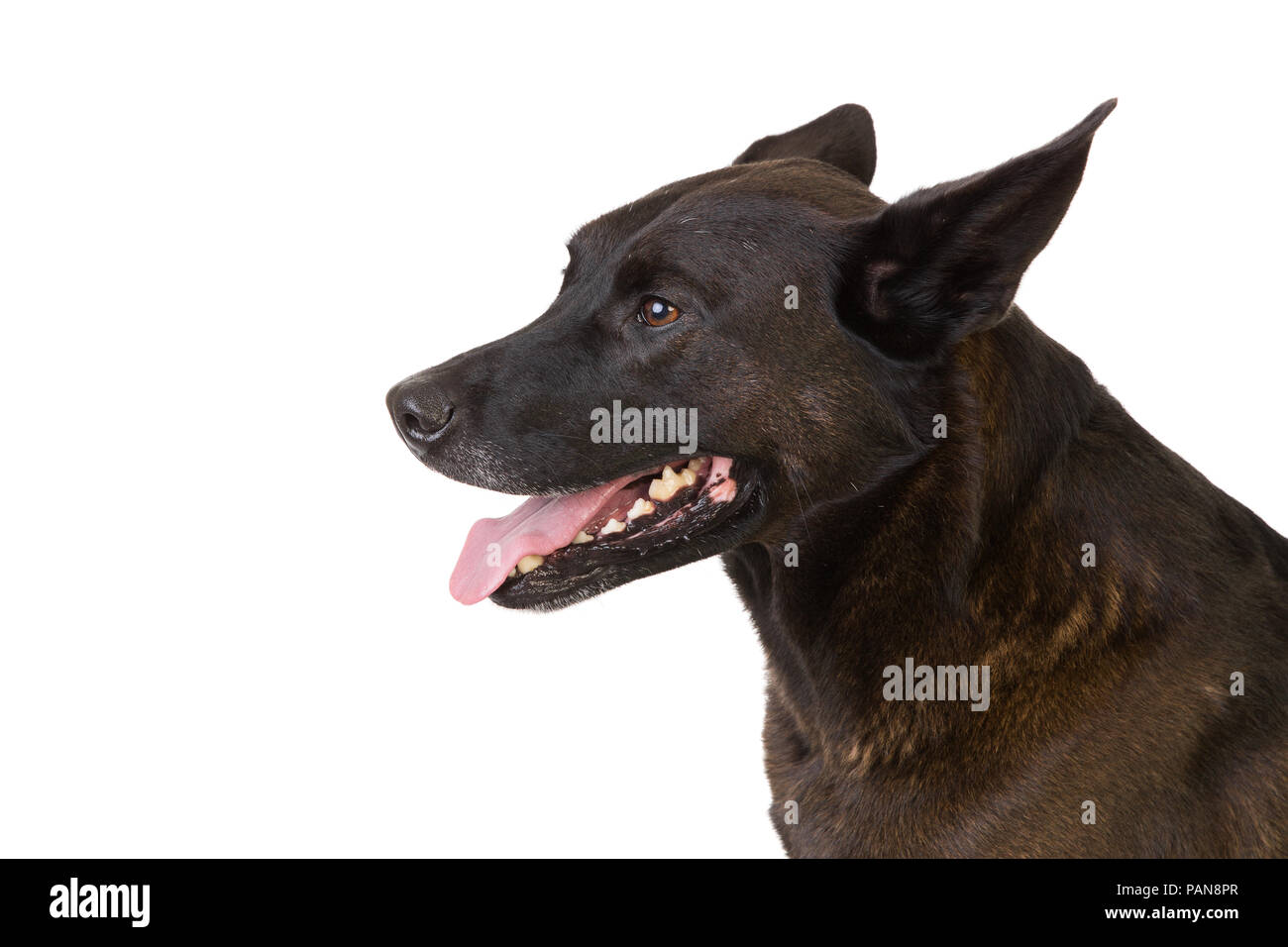 View of shepherd mix dog panting in studio Stock Photo - Alamy