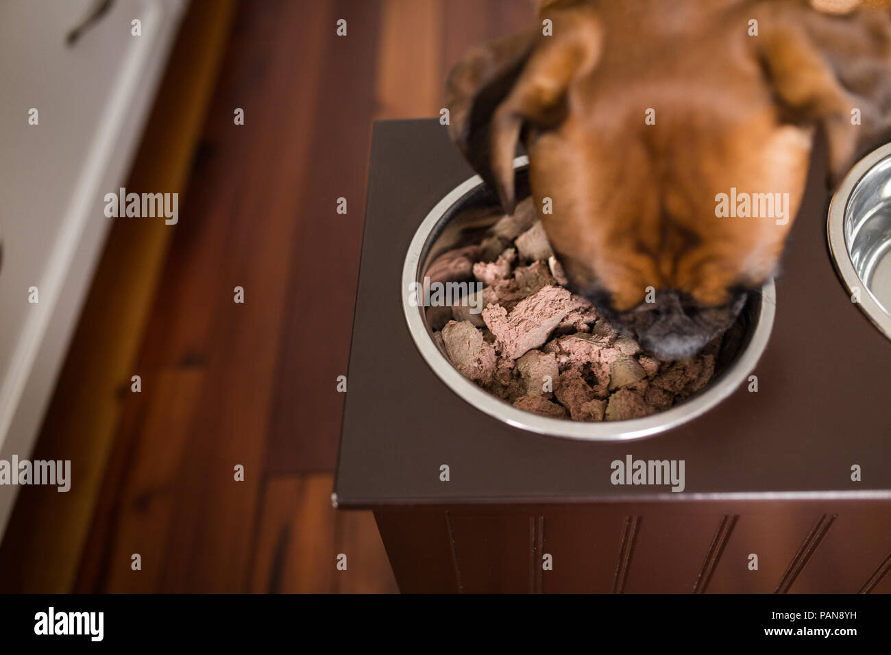 boxer dog eating raw food out of raised feeder Stock Photo