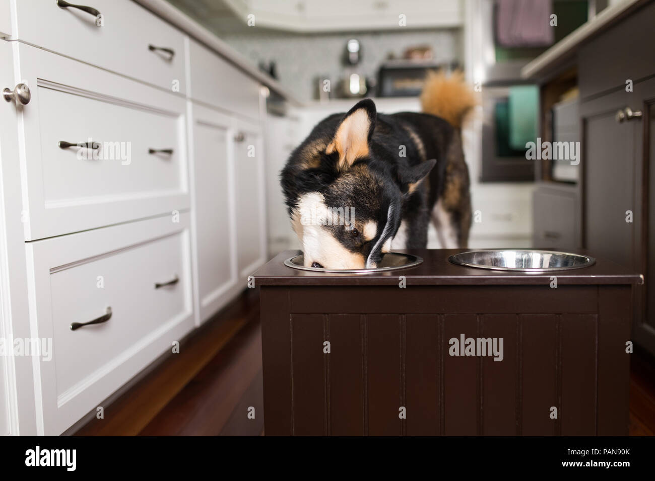 Husky Dog Eating Out Of Raised Feeder In Bright White Kitchen